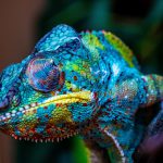 AREA COLOR SYSTEM